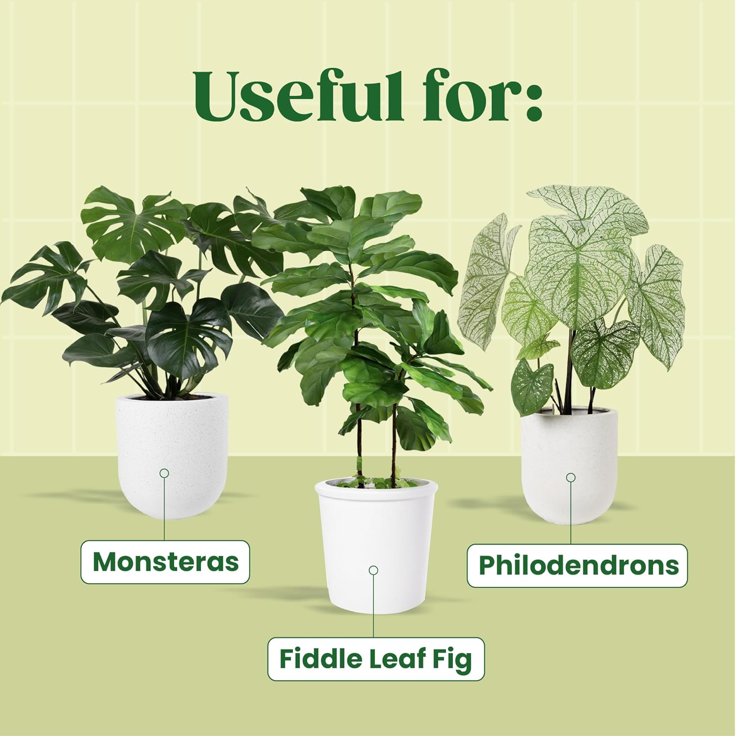 칼로야노프 식물 세럼 N ° 고농축 뿌리 활성제 (피들 - Fiddle Leaf Fig 리뷰 및 가격