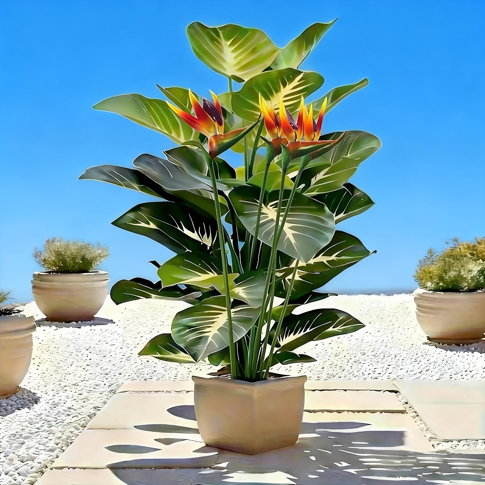 정원, 쇼핑센터, 호텔, 사무실, 가정, 결혼식 등 야 - Fiddle Leaf Fig 리뷰 및 가격