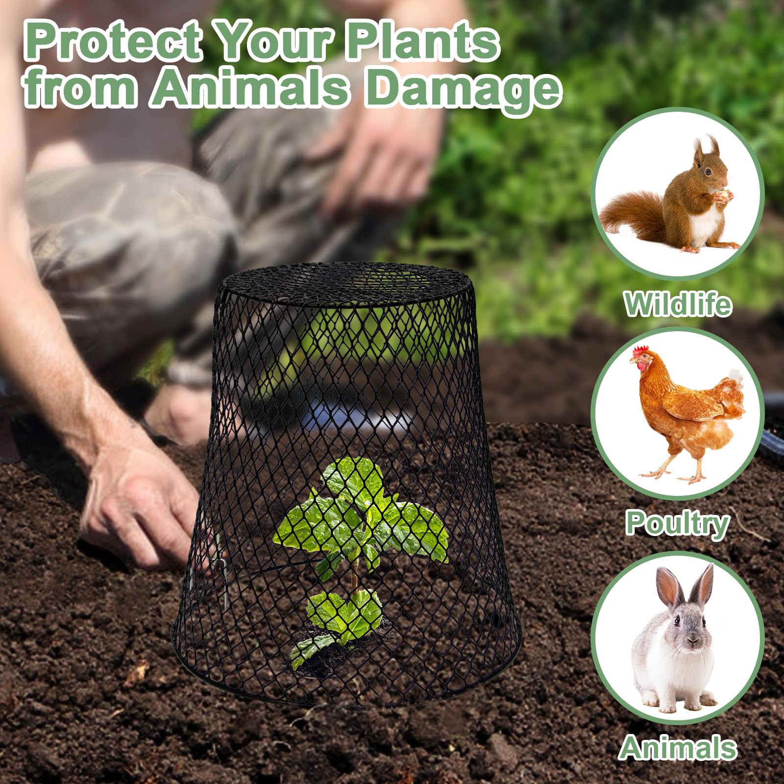 닭장망 식물 보호 링, 채소 덮개, 달팽이 방지 링,  - Plant Parent Tools 리뷰 및 가격