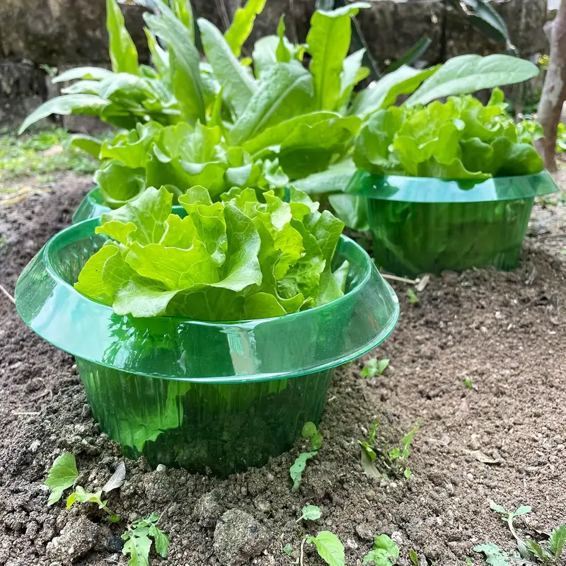 식물 달팽이 보호 링 야채 커버 식물 달팽이 칼라 가드 - Plant Parent Tools 리뷰 및 가격